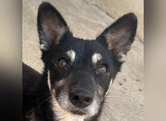 Litaria, geb. ca. 05/2023, lebt in GRIECHENLAND, im städt. Tierheim Serres