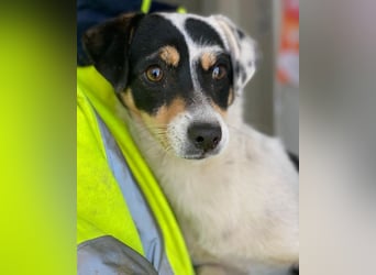 Julia, geb. ca. 08/2025, lebt in GRIECHENLAND, im städt. Tierheim Serres