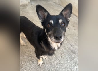 Litaria, geb. ca. 05/2023, lebt in GRIECHENLAND, im städt. Tierheim Serres