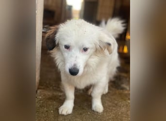 Voddi, geb. ca. 01/2025, lebt in GRIECHENLAND, im städt. Tierheim Serres, 39108 Magdeburg