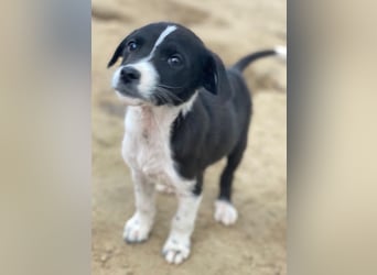 Drakon, geb. ca. 10/2025, lebt in GRIECHENLAND, auf einer privaten Pflegestelle