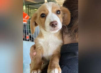 Wanda Rory, geb. ca.08/2025, lebt in GRIECHENLAND, auf einer privaten Pflegestelle