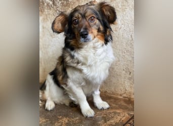 Laika, geb. ca. 11/2024, lebt auf einer Pflegestelle in 41462 Neuss