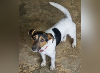 Möök, geb. ca. 04/2025, lebt in GRIECHENLAND, auf einer privaten Pflegestelle