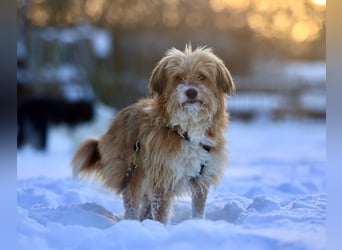 Willi, geb. ca. 09/2023, lebt auf einer Pflegestelle in 30655 Hannover