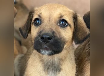 Monica, geb. ca. 11/2025, lebt in GRIECHENLAND, im städt. Tierheim Serres