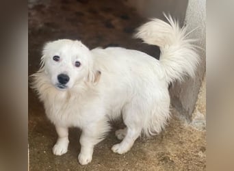 Voddi, geb. ca. 01/2025, lebt in GRIECHENLAND, im städt. Tierheim Serres, 39108 Magdeburg