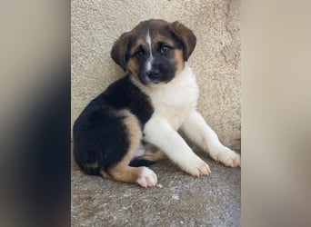 Boreas, geb. ca. 10/2025, lebt in GRIECHENLAND, im städt. Tierheim Serres, 69151 Neckargemünd 69