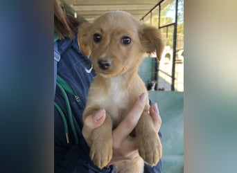 Loni, geb. ca. 08/2025, lebt in GRIECHENLAND, auf einer privaten Pflegestelle