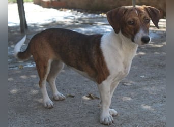 Tanu, geb. ca. 11/2024, lebt in GRIECHENLAND, auf einer privaten Pflegestelle