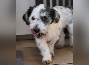 Günni, geb. ca. 12/2023, lebt auf einer Pflegestelle in 45896 Gelsenkirchen