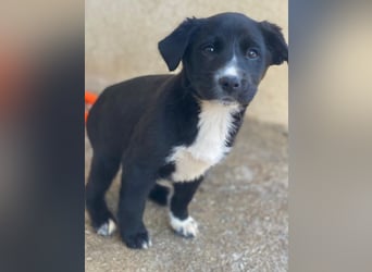 Peach, geb. ca. 10/2025, lebt in GRIECHENLAND, im städt. Tierheim Serres