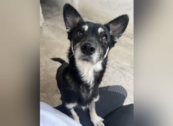 Litaria, geb. ca. 05/2023, lebt in GRIECHENLAND, im städt. Tierheim Serres