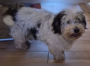 Günni, geb. ca. 12/2023, lebt auf einer Pflegestelle in 45896 Gelsenkirchen