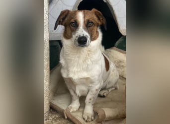 Lio, geb. ca. 06/2024, lebt auf einer Pflegestelle in 24103 Kiel