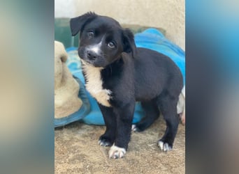 Peach, geb. ca. 10/2025, lebt in GRIECHENLAND, im städt. Tierheim Serres