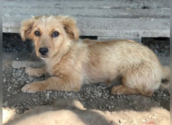 Audrey, geb. ca. 03/2026, lebt in GRIECHENLAND, im städt. Tierheim Serres