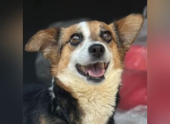 Foxy, geb. ca. 06/2024, lebt in GRIECHENLAND, auf einer privaten Pflegestelle
