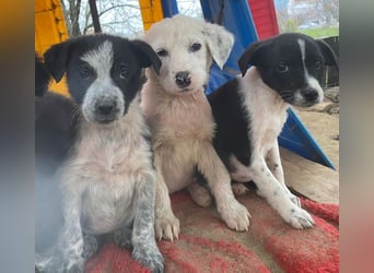 Drakon, geb. ca. 10/2025, lebt in GRIECHENLAND, auf einer privaten Pflegestelle