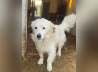 Voddi, geb. ca. 01/2025, lebt in GRIECHENLAND, im städt. Tierheim Serres, 39108 Magdeburg