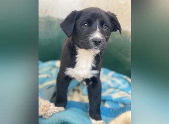 Peach, geb. ca. 10/2025, lebt in GRIECHENLAND, im städt. Tierheim Serres