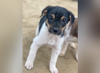 Caien, geb. ca. 10/2025, lebt in GRIECHENLAND, auf einer privaten Pflegestelle