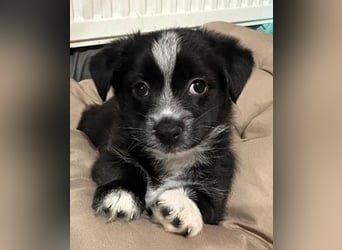 Jody, geb. ca. 10/2025, lebt in GRIECHENLAND, auf einer privaten Pflegestelle