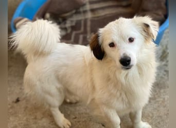 Voddi, geb. ca. 01/2025, lebt in GRIECHENLAND, im städt. Tierheim Serres, 39108 Magdeburg