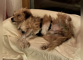 Willi, geb. ca. 09/2023, lebt auf einer Pflegestelle in 30655 Hannover