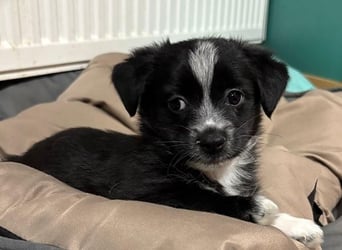 Jody, geb. ca. 10/2025, lebt in GRIECHENLAND, auf einer privaten Pflegestelle