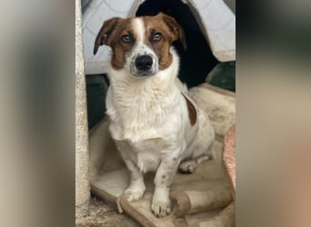 Lio, geb. ca. 06/2024, lebt auf einer Pflegestelle in 24103 Kiel