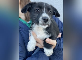 Phoebe, geb. ca. 08/2025 lebt in GRIECHENLAND, auf einer privaten Pflegestelle