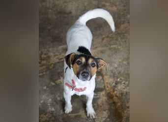 Möök, geb. ca. 04/2025, lebt in GRIECHENLAND, auf einer privaten Pflegestelle