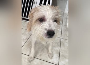 Eko, geb. ca 11/2021, lebt auf einer Pflegestelle in 53940 Hellenthal