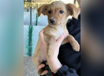 Loni, geb. ca. 08/2025, lebt in GRIECHENLAND, auf einer privaten Pflegestelle