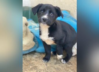 Peach, geb. ca. 10/2025, lebt in GRIECHENLAND, im städt. Tierheim Serres