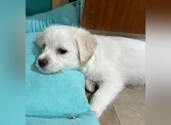 Mary Lou, geb. ca. 10/2025, lebt in GRIECHENLAND, auf einer privaten Pflegestelle