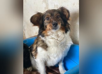 Laika, geb. ca. 11/2024, lebt auf einer Pflegestelle in 41462 Neuss