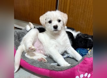 Mary Lou, geb. ca. 10/2025, lebt in GRIECHENLAND, auf einer privaten Pflegestelle