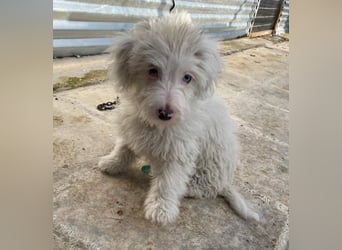 Elli, geb. ca. 08/2025, lebt in GRIECHENLAND, im städt. Tierheim Serres