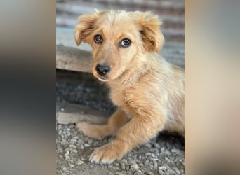 Audrey, geb. ca. 03/2026, lebt in GRIECHENLAND, im städt. Tierheim Serres