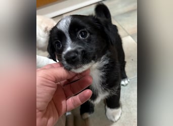 Jody, geb. ca. 10/2025, lebt in GRIECHENLAND, auf einer privaten Pflegestelle