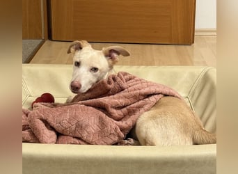 Francky Stanley, geb. ca. 08/2025, lebt auf einer Pflegestelle in 81929 München