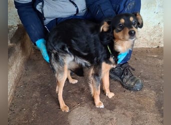 Dio, geb. ca. 01/2025, lebt in GRIECHENLAND, auf einer privaten Pflegestelle