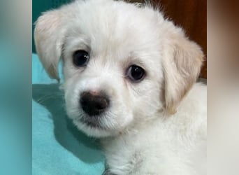 Mary Lou, geb. ca. 10/2025, lebt in GRIECHENLAND, auf einer privaten Pflegestelle