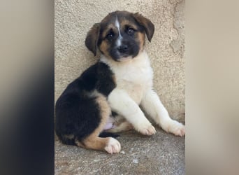 Boreas, geb. ca. 10/2025, lebt in GRIECHENLAND, im städt. Tierheim Serres, 69151 Neckargemünd 69