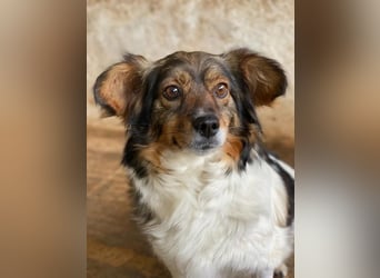 Laika, geb. ca. 11/2024, lebt auf einer Pflegestelle in 41462 Neuss