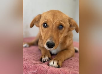 Name: Calea, geb. ca. 04/2026, lebt in GRIECHENLAND, im städt. Tierheim Serres