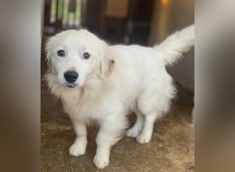 Voddi, geb. ca. 01/2025, lebt in GRIECHENLAND, im städt. Tierheim Serres, 39108 Magdeburg