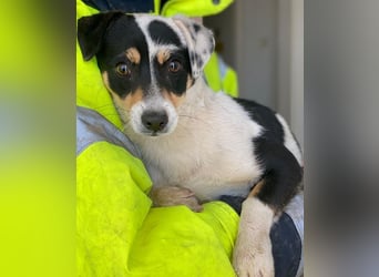 Julia, geb. ca. 08/2025, lebt in GRIECHENLAND, im städt. Tierheim Serres